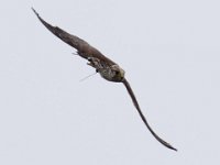 Ger- und Sakerfalke 019